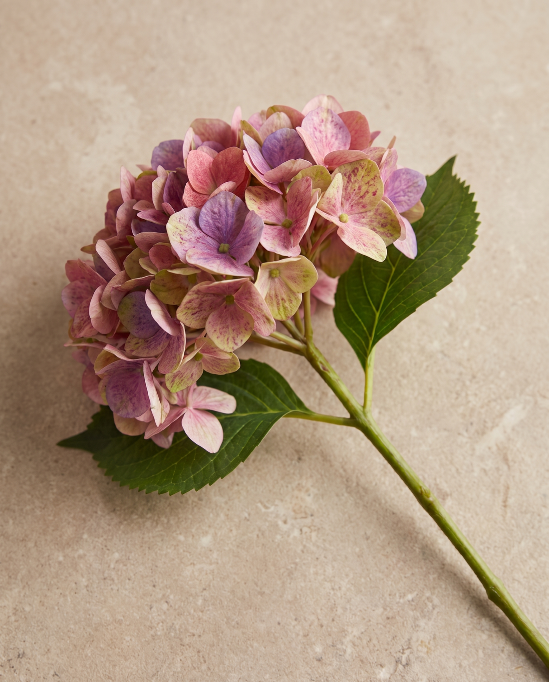 אורטנסיה מיוחד אדום