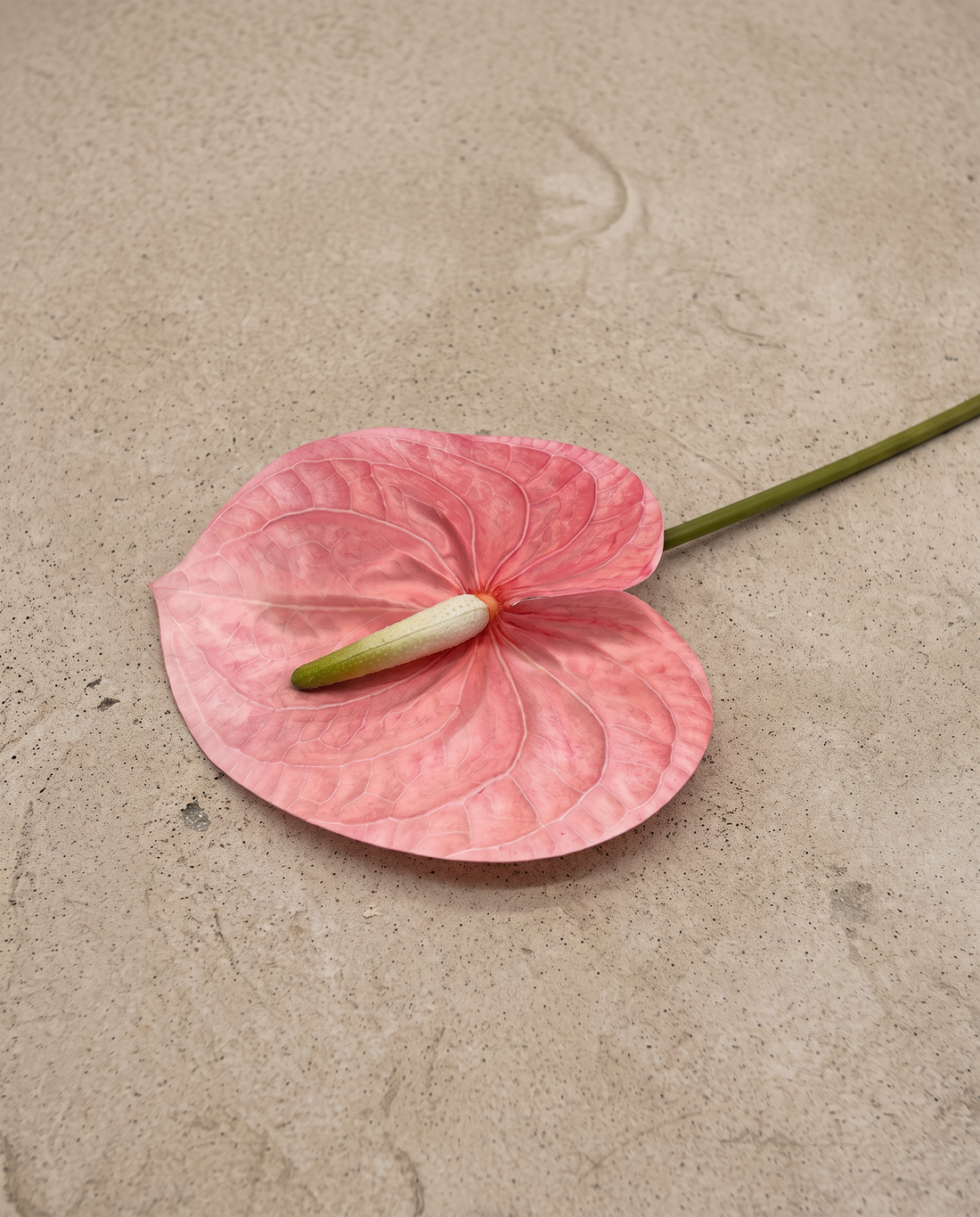 אנטוריום ורוד